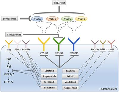 Therapy for Cancer: Strategy of Combining Anti-Angiogenic and Target Therapies